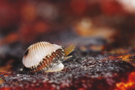 Grain de café: La porcelaine puce ou grain de café porte et fabrique l’un des coquillages les plus raffinés du littoral. Vagabond des rochers, ce gastéropode est un brouteur d’animaux : il se délecte principalement d’ascidies dont il aspire le contenu grâce à sa trompe. / © Christian König