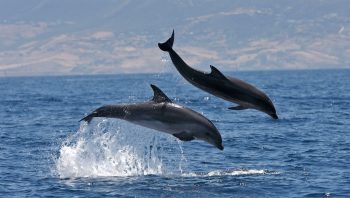 Grands dauphins en Méditerranée