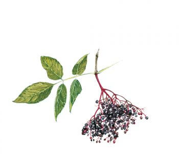 Crumble aux baies de sureau