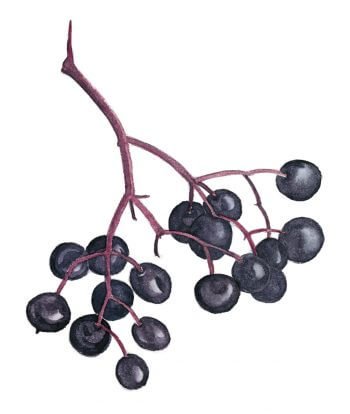 Grappe de sureau noir Le sureau, arbre aux oiseaux