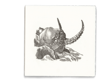 Gravure de bouquetin / © Pierre Baumgart