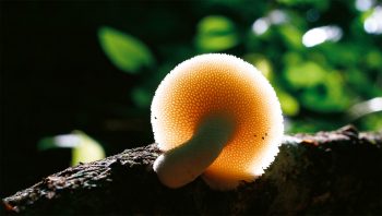Gros plan sur le polypore de Forquignon, découvert sur une branche morte. En réalité, cette élégance ne mesure que 4 cm.  Gros plan sur le polypore de Forquignon, découvert sur une branche morte. En réalité, cette élégance ne mesure que 4 cm.