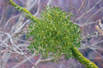 Gui 7 plantes aux feuilles hors-du-commun