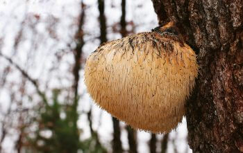 Hydne hérisson / © Benoît Peyre