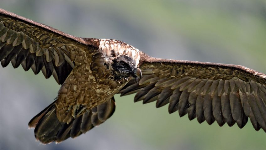 L’envol du gypaète