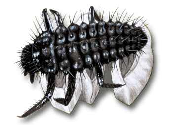 Jeune larve de coccinelle