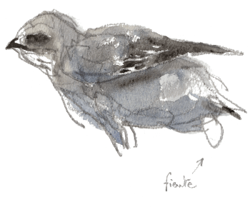 Jeune martinet en train de lacher une fiente. / © Denis Clavreul