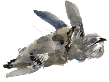 Jeunes martinets / © Denis Clavreul