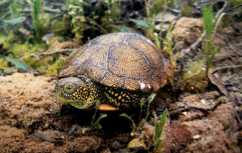La cistude, un sous-marin à propulsion solaire