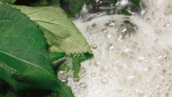 La décoction de feuilles de sureau possède de nombreuses vertus médicinales. La décoction de feuilles de sureau possède de nombreuses vertus médicinales.