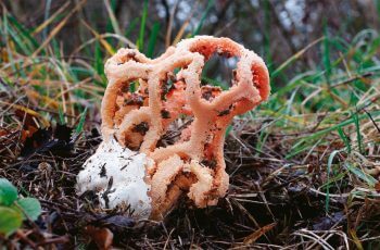 La dentelle tortueuse du clathre rouge peut être observée dans les parcs et jardins. / © Benoît Peyre