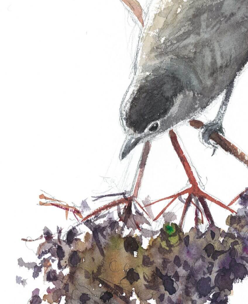 La fauvette à tête noire raffolle des baies de sureau. Le sureau, arbre aux oiseaux