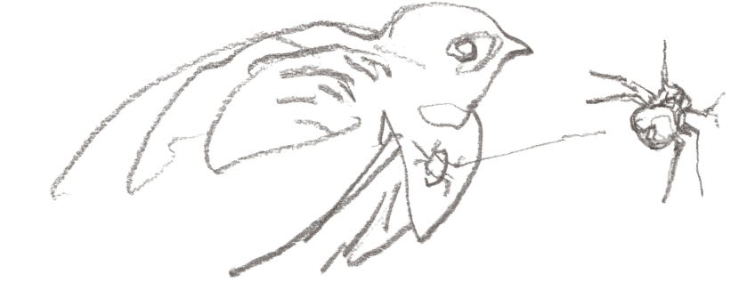 « L'anaptère pâle se déplace très rapidement (quand il se déplace). » Cent jours de martinets