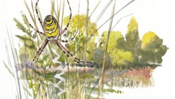 L'argiope fasciée vit sur sa toile, la tête en bas.