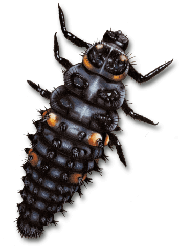 Larve de coccinelle