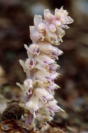 Lathrée écailleuse 7 plantes aux feuilles hors-du-commun