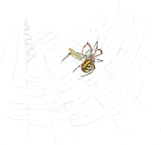 «L'attaque a été foudroyante, le malheureux criquet ayant par mégarde sauté dans la toile de l'argiope se retrouve prisonnier en quelques secondes.»