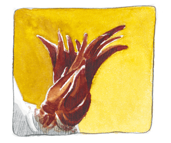 Le bourgeon de sureau commence à s'ouvrir. / © Laurent Willenegger (d'après photos de M. Pittet)