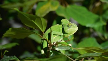 Le caméléon symbolise l'art du camouflage chez les animaux
