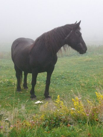 Le cheval de Mérens passe l’été en altitude. Véritable montagnard, il est particulièrement agile. Promenade à Hérens-Les-Vals dans les Pyrénées