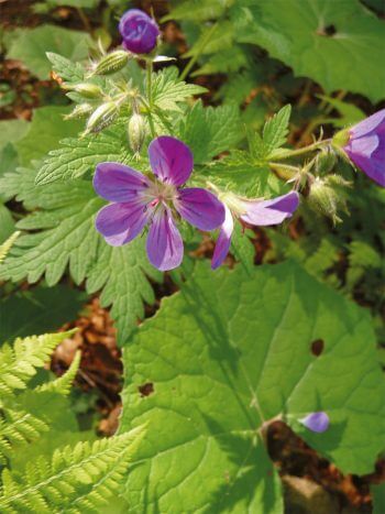Le géranium des bois e¨st une plante originale. Il projette ses graines jusqu’à 2,5 m de distance.