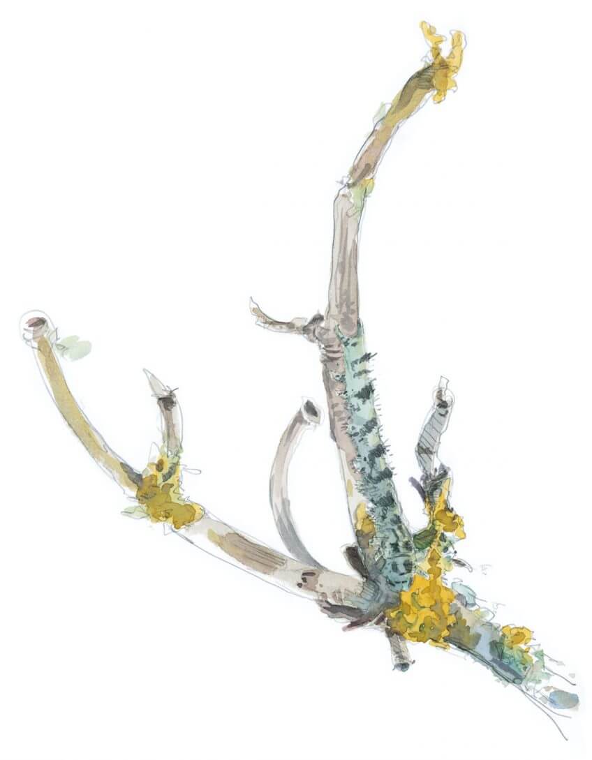 Le lichen Xanthoria parietina doit sa couleur à la pariétine. Ce pigment jaune protège le système photosynthétique du lichen contre les rayons UV.