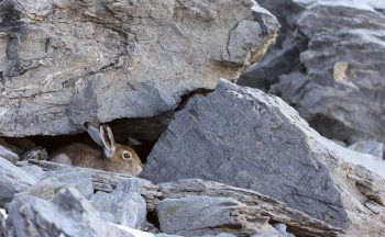 Le lièvre variable vit sur les sommets de Provence-Alpes-Côte d’Azur.