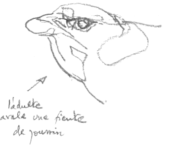 « Le martinet adulte avale une fiente de poussin. » / © Denis Clavreul