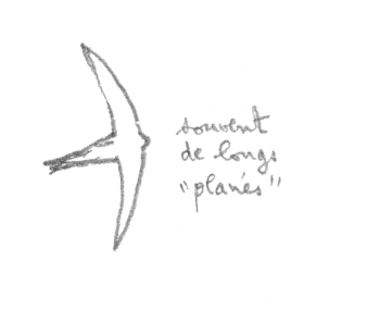 Le martinet fait souvent de longs planés. / © Denis Clavreul