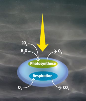 Le métabolisme d'une cellule végétale inclut la photosynthèse chlorophyllienne et la respiration. Comment la vie et la couleur verte sont-elles apparues ?
