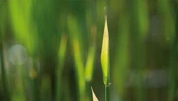 Le soleil rasant sublime le vert tendre de ces herbes.