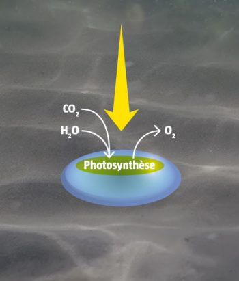 L'eau est mise à profit pour fabriquer de l'énergie. Comment la vie et la couleur verte sont-elles apparues ?