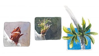 Les bourgeons du sureau éclosent avant la fin de l'hiver. Les bourgeons du sureau éclosent avant la fin de l'hiver.