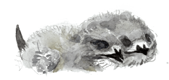 Les deux poussins martinets sont collés l'un à l'autre. / © Denis Clavreul