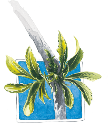 Les feuilles du sureau se défroissent et grandissent. / © Laurent Willenegger (d'après photos de M. Pittet)