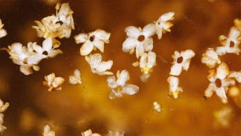 Les fleurs de sureau parfument agréablement mets et boissons. Les fleurs de sureau parfument agréablement mets et boissons.