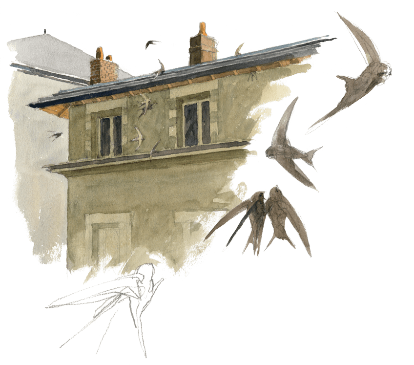 Les martinets reprennent possession des cavités sous les toits pour nicher. Cent jours de martinets