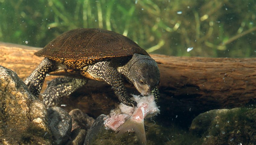 Le festin de la cistude