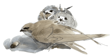 Martinet adulte et ses deux poussins. / © Denis Clavreul