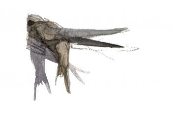 Martinet arrivant au nid / © Denis Clavreul