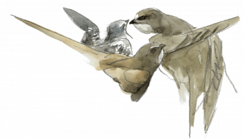 Martinet en train de nourrir son jeune. / © Denis Clavreul