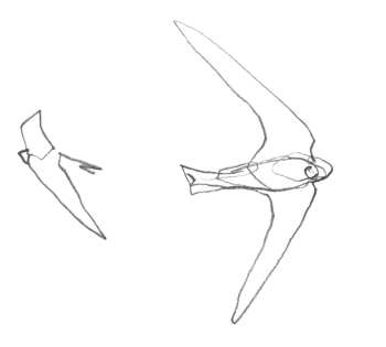 Martinets en vol / © Denis Clavreul