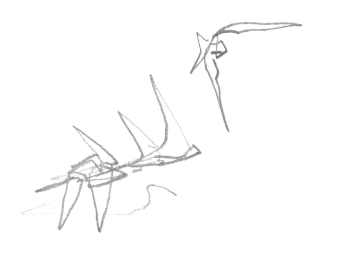 Martinets en vol / © Denis Clavreul