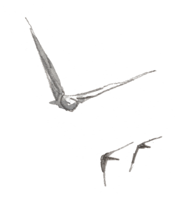 Martinets en vol / © Denis Clavreul