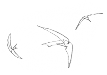 Martinets en vol / © Denis Clavreul