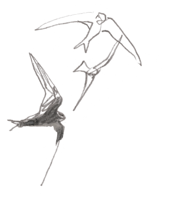 Martinets en vol / © Denis Clavreul