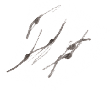 Martinets en vol / © Denis Clavreul