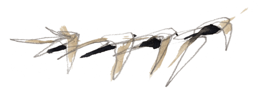 Martinets en vol Cent jours de martinets