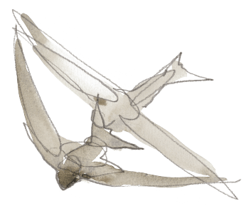 Martinets en vol Cent jours de martinets