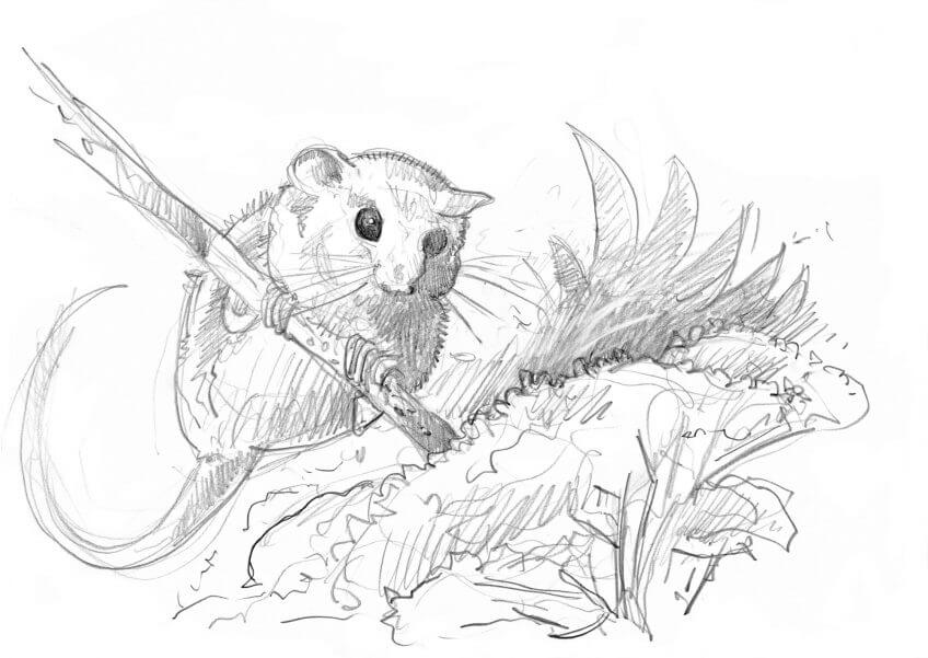 Muscardin face à une appétissante fleur de sureau.